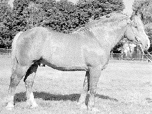 CAL EX-SOVIETIC DE MARE TRACTIUNE